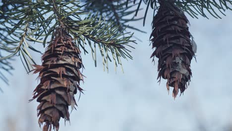 Pinecones-hanging-from-branch-and-swinging-in-the-wind