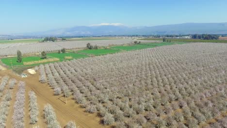 Mandelplantage-Aus-Einer-Drohnenaufnahme-Im-Oberen-Galiläa-In-Israel