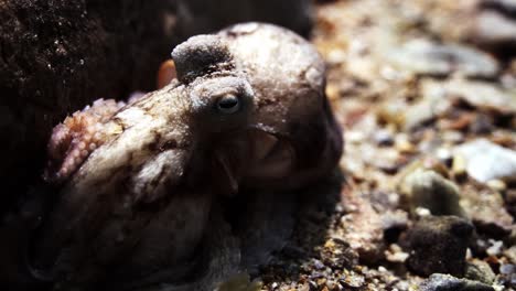 Oktopus-Südaustralien-Angriff-Kamera-Seltsames-Verhalten-4k-Zeitlupe