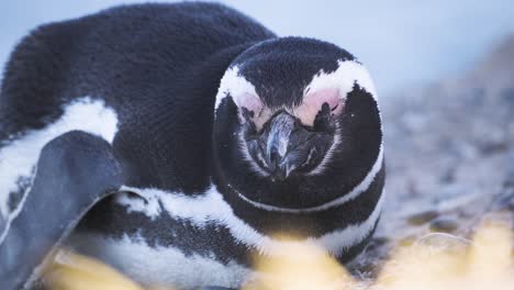 Macro-shot-of-wild-black-and-white-penguin-sleeping-with-closed-eyes-during-day-outdoors-in-nature