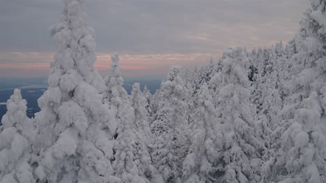 Frosty-Landscape-Of-Coniferous-Against-Colorful-Sky-During-Winter-In-Orford,-Quebec,-Canada