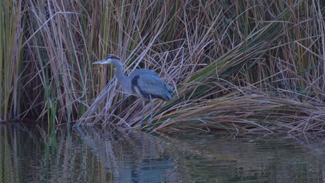 Great-Blue-Heron-wading-along-the-edge-of-a-river-or-lake-hunting-for-prey