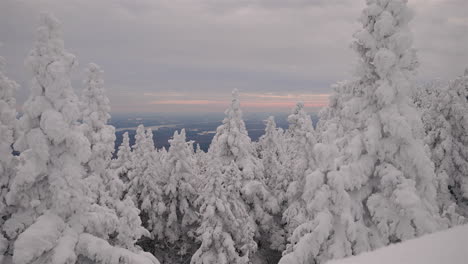Friedliche-Landschaft-Mit-Eisbedeckten-Dichten-Kiefern-Im-Winter-In-Orford,-Quebec,-Kanada