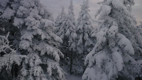 Cloudy-Sky-Over-Snowscape-Coniferous-Near-Countryside-Forest-Park-In-Orford,-Quebec,-Canada-During-Winter