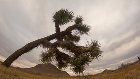 Sonnenaufgangszeitraffer-An-Einem-Bewölkten-Tag-In-Der-Mojave-Wüste-Mit-Einem-Joshua-Baum-Im-Vordergrund