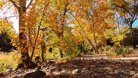 Ein-Leichter-Lufthauch-Bewegt-Die-Bunten-Herbstblätter-Entlang-Eines-Felsigen-Pfades-Im-Norden-Von-Arizona