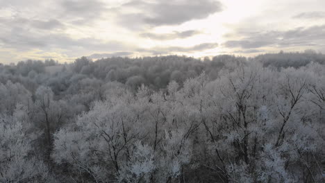 Panorama-of-winter-forest,-aerial-view-on-frozen-tree-tops