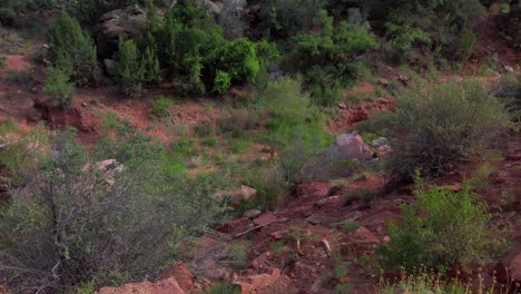 Wide-static-shot-of-a-mule-deer-grazing-at-Zion-National-Park
