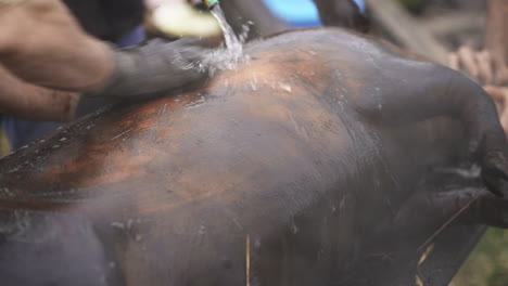 Black-scorched-steaming-hot-Pig-carcass-being-cleaned-by-rural-butchers---Close-up