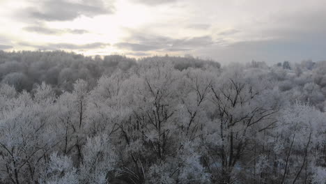 Cold-winter-day-panorama-tree-tops-covered-with-snow-in-European-forest-aerial