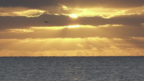 Ozeansonnenaufgang-Mit-Vogelsilhouette,-Die-In-Zeitlupe-überfliegt