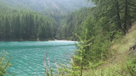 Turquoise-water-of-Lake-Vernago-with-forest-in-background