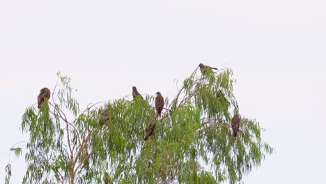 Black-eared-Kite,-Milvus-lineatus,-4K-Footage