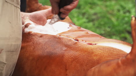 Butcher-applying-cut-in-pig-belly-to-open-carcass-and-clean-the-entrails---Close-up