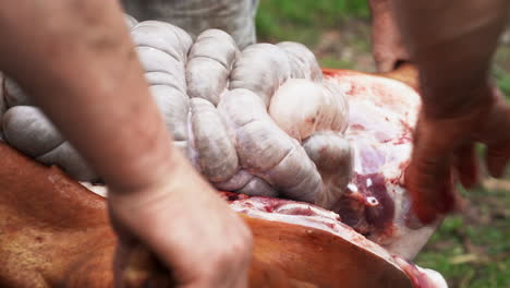 Metzger-öffnet-Und-Versucht,-Den-Darm-Von-Frisch-Geschlachtetem-Schwein-Zu-Entfernen---Nahaufnahme