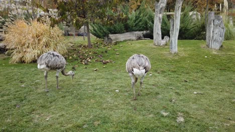 El-Ave-Viviente-Más-Grande-Emú-En-El-Zoológico