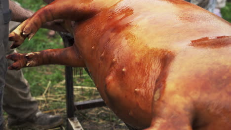 Limpiando-Un-Cerdo-Quemado-Recién-Muerto-Y-Preparándolo-Para-Desmembrarlo---Primer-Plano