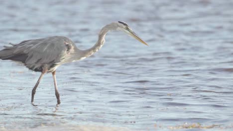 great-blue-heron-hunting-and-looking-for-fish-in-ocean-in-slow-motion