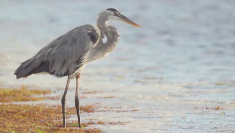 great-blue-heron-standing-on-seaweed-along-windy-beach-shore-in-slow-motion