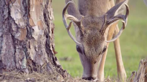 male-deer-with-antlers-eating-close-up