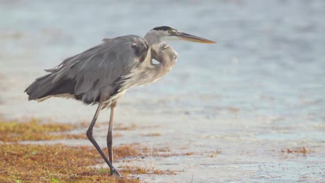 great-blue-heron-moving-leg-along-seaweed-on-windy-beach-shore-in-slow-motion