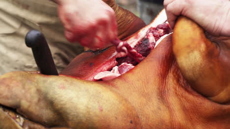 Cutting-open-and-tearing-apart-gutted-Hog---Close-up