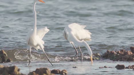 white-egrets-feeding-and-catching-fish-at-low-tide-on-fossilized-reef-in-slow-motion-action
