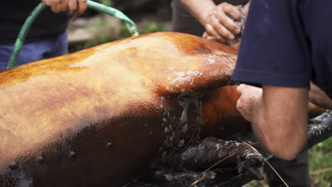 Scorched-belly-of-a-big-butchered-hog-being-cleaned-for-dismembering---Close-up