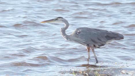great-blue-heron-standing-on-windy-beach-shore-in-slow-motion