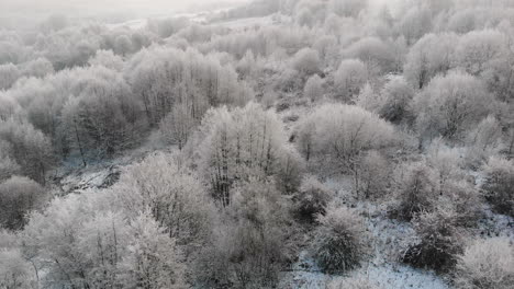 Aerial-view-of-winter-forest,-trees-covered-by-snow