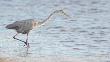 great-blue-heron-hunting-and-looking-for-fish-in-ocean-in-slow-motion