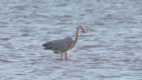 great-blue-heron-hunting-and-aggressively-catching-needlefish-in-ocean