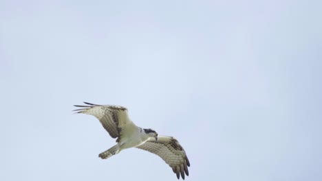 águila-Pescadora-Volando-En-El-Cielo-Buscando-Comida-En-Cámara-Lenta