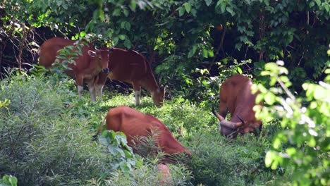 Group-of-Banteng-Feeding-On-Green-Grass-At-Huai-Kha-Khaeng-Wildlife-Sanctuary-In-Rabam,-Thailand---wide-shot