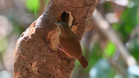 Abbott's-Babbler-Eating-Worms-From-A-Tree-Hole-At-Kaeng-Krachan-National-Park-In-Thailand---close-up