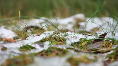 The-first-snow-lies-on-the-green-grass