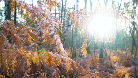 Verwelkte-Pflanze-Am-Frostigen,-Aber-Sonnigen-Herbstmorgen-Im-Wald,-Nahaufnahme