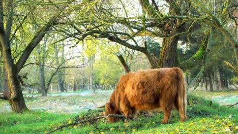 Vaca-De-Las-Tierras-Altas-Pastando-En-El-Prado-En-La-Mañana-Fría-En-La-Naturaleza-Escénica