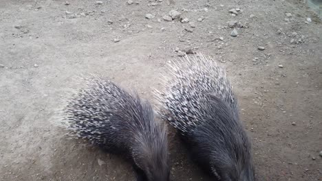 Adult-Porcupines-With-Long-Needles