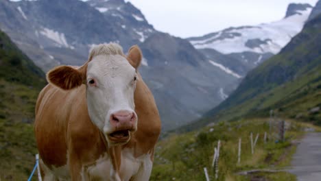 Kuh-Weidet-Auf-Einem-Bergbauernhof