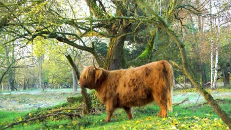 Long-Haired-Scottish-Highland-Cattle-Looking-Into-Camera-in-Nature