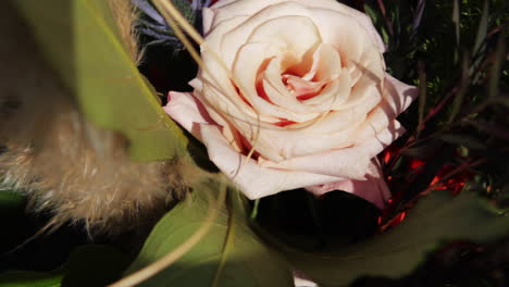 Rosa-Rosenblüte-In-Voller-Blüte