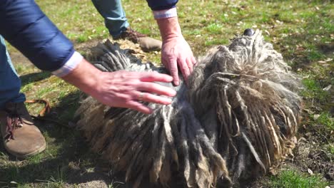 Man-hands-parting-a-purebred-Puli-dog's-long-hair,-on-a-garden