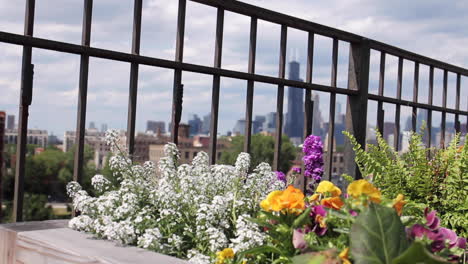 Skyline-Von-Chicago-Im-Hintergrund-Des-Blumenbeets