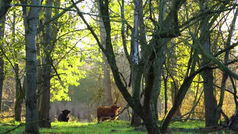 Vacas-De-Las-Tierras-Altas-Escocesas-De-Pelo-Negro-Y-Marrón-En-La-Soleada-Reserva-Natural