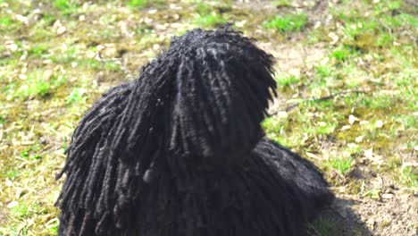 Black-purebred-Puli-dog-sitting-on-a-garden-and-looking-around,-on-a-windy-day