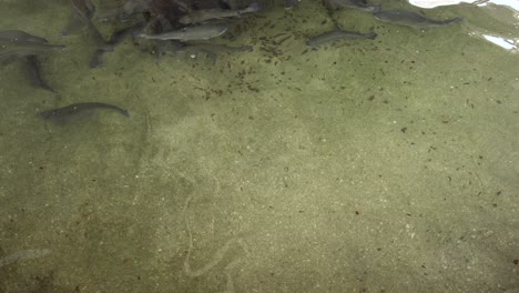 Big-trout-fish-swim-in-fish-farm-pool,-wide-static-slowmo-shot,-copy-space