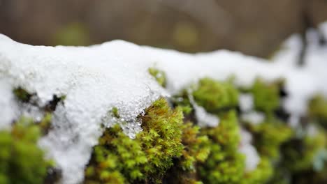 The-first-snow-lies-on-the-green-moss
