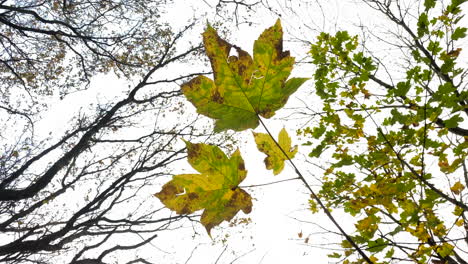 Die-Letzten-Blätter-Der-Platane-Klammern-Sich-An-Den-Zweigen-In-Einem-Herbstwind-In-Wäldern-In-Warwickshire,-Großbritannien