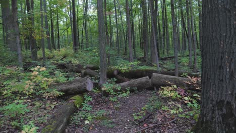 Bosque-Verde-Encantador-En-Caminata-Pov-A-Través-De-La-Tranquila-Naturaleza-Canadiense